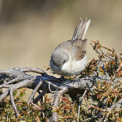 Lesser Whitethroat 
