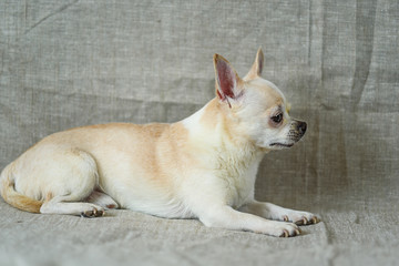 portrait of a chihuahua on a gray background