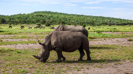 Obraz premium Rhinoceros eat grass on the savannah.