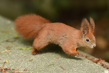 sciurine red squirrel climbs and jumping on the trees 