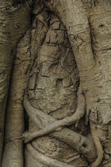 Fototapeta na wymiar banyan tree roots pattern