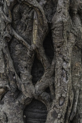 banyan tree roots pattern