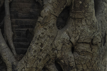 banyan tree roots pattern