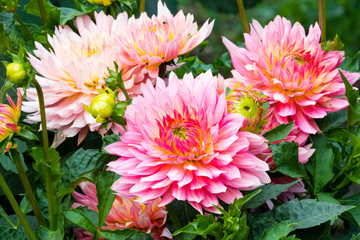 beautiful flowers in a summer garden