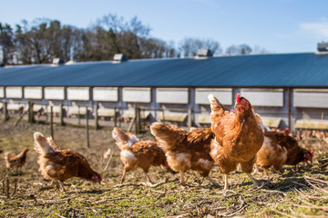 Free range chickens roaming the fields on a farm in Wales