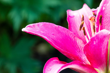 beautiful flowers in a summer garden