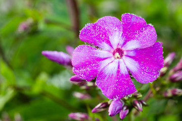 beautiful flowers in a summer garden