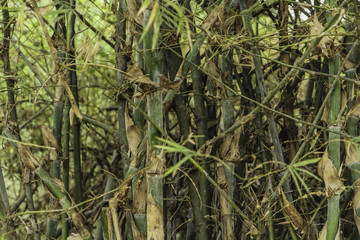 wild bamboo growth