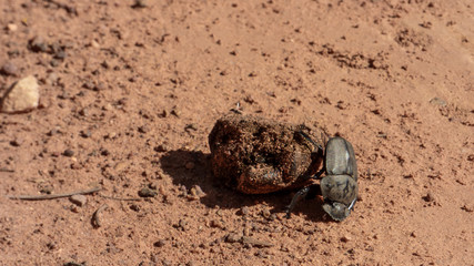 Dung beetle rolls feces.