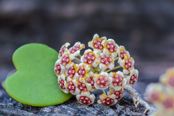 Hoya kerrii, beautiful flower with blur background, Thailand.