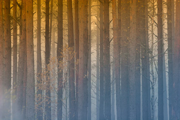 Fire in the forest, smoke, smog, burnt forest.