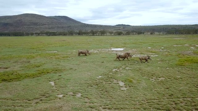 aerial view of wild rhinos in african savanna in Lake Nakuru national park, Kenya