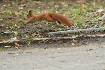 sciurine red squirrel climbs and jumping on the trees 