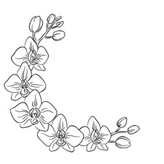 vector contour orchids flower half circle frame border coloring book