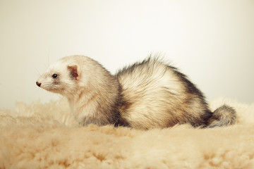 Nice light color ferret female portrait in studio