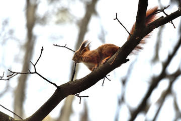 sciurine red squirrel climbs and jumping on the trees 