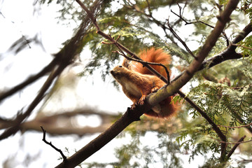 sciurine red squirrel climbs and jumping on the trees 