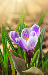 Fototapeta na wymiar Purple crocuses in spring garden.Easter card.