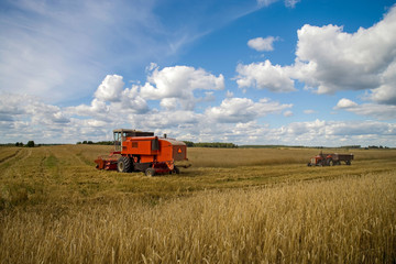 Fototapeta premium Harvesting of wheat. Tractor and special harvesting equipment.