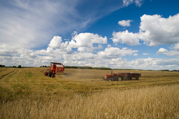 Fototapeta premium Harvesting of wheat. Tractor and special harvesting equipment.