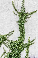 Green ivy on white wall