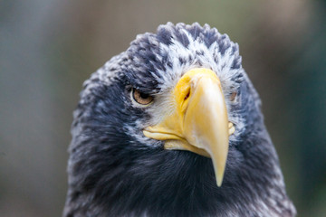 Obraz premium a portrait of a steller's sea eagle