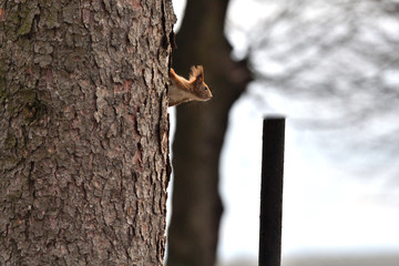 sciurine red squirrel climbs and jumping on the trees 