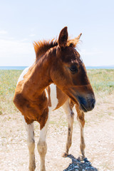 Obraz premium Portrait of cute foal with blue sky and green field on background. Summer, outdoors.