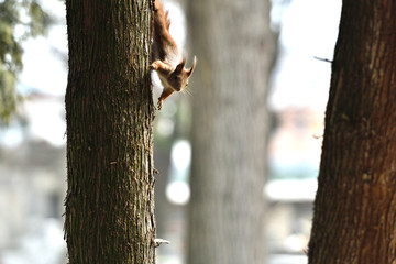 sciurine red squirrel climbs and jumping on the trees 