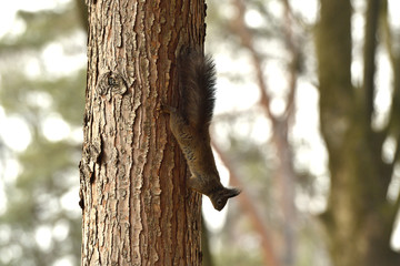 sciurine red squirrel climbs and jumping on the trees 