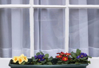 Colorful beautiful spring primulas are growing in a flower pot on a wooden windowsill outside. We see white curtains inside the window. English lifestyle.