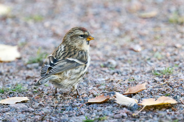 Common Redpoll