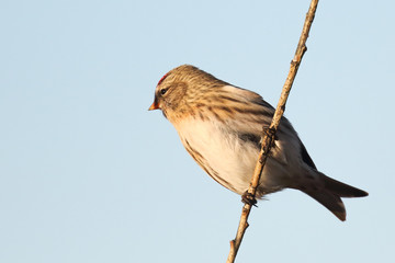 Common Redpoll