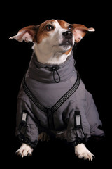 jack russell terrier. Photosession on a black background in different original clothes.