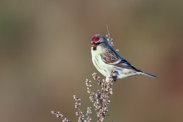 Common Redpoll
