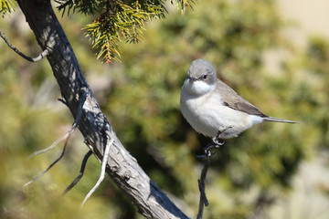 Lesser Whitethroat