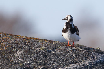 Ruddy Turnstone on stone
