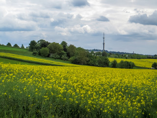 Rapsfeld