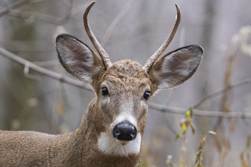 Male white tailed deer in autumn