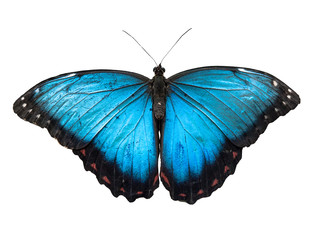 Blue Morpho butterfly, Morpho peleides, isolated on white background.