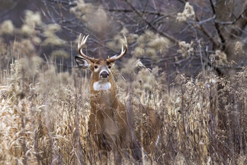 Fototapeta premium Male white tailed deer in autumn
