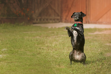 Czarno-biały pies stojący na tylnych łapach. Proszący pies w ogrodzie - obrazy, fototapety, plakaty