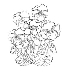 Vector bouquet with outline Pansy or Heartsease or Viola tricolor flower and leaf in black isolated on white background. Pansy flower in contour for floriculture, summer design and coloring book.