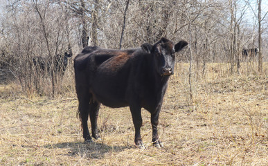 Black Angus cow side view looking forward in winter field in front of trees