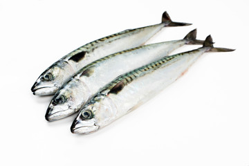 Mackerel fish isolated on white