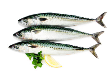 Mackerel fish isolated on white