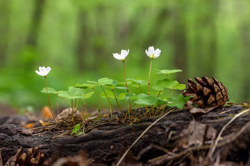 Spring in the forest, the first white flowers, the Oxalis between the roots of a tree, green background, cones, soft-focus, blur, moiré