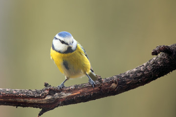 The Eurasian blue tit (Cyanistes caeruleus) sitting on the branch. Small tit on the branch with green background.