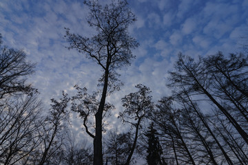 Tops of trees in the sky