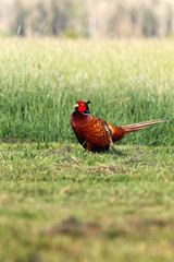 The common pheasant (Phasianus colchicus) standing on the meadow. Pheasant with green background.